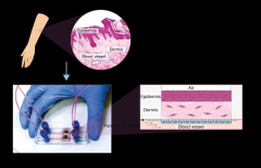 点成分享 | 什么是芯片上的器官？