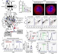 如何利用微流控技术实现血小板在肺血管系统中