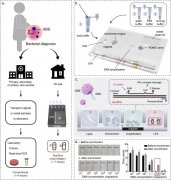 便携式集成微流控生物芯片用于B组链球菌快速诊