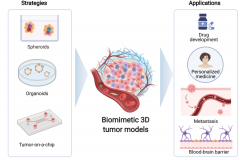 体外重建肿瘤微环境的三维仿生模型研究进展