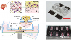 用于血脑屏障损伤的微流控3D体外血脑屏障模型研