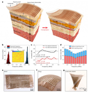 可拉伸的超声换能器阵列实现深层组织3D成像