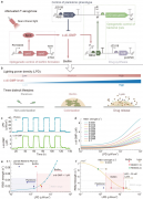 近红外光控制的工程细菌用于增强实体瘤治疗效