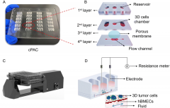 用于药物渗透性筛选的血脑屏障器官芯片模型