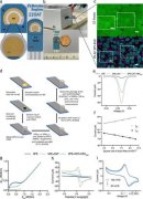 用于激素传感的多功能生物电子接口平台可分析