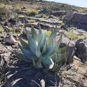 <b>[养植6/2] 小众多肉-祖法尔芦荟养护推理与分析</b>