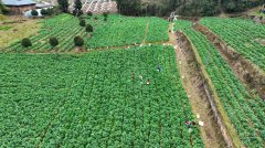 这款名字有点特别的蔬菜，为何爆火了？