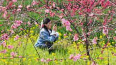 湖北屈家岭：“一朵桃花”成为激活乡村