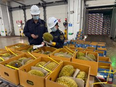 大批榴莲来了 “榴莲快线”开启运输旺季