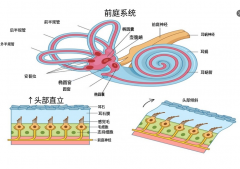迷人的相似之处：人类内耳与村田MEMS传感器